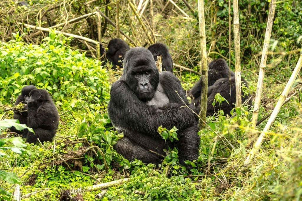gorilla rwanda