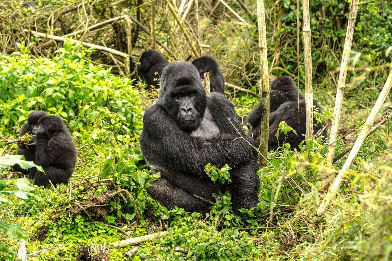 Read more about the article 4 Days Gorilla Trekking Safari