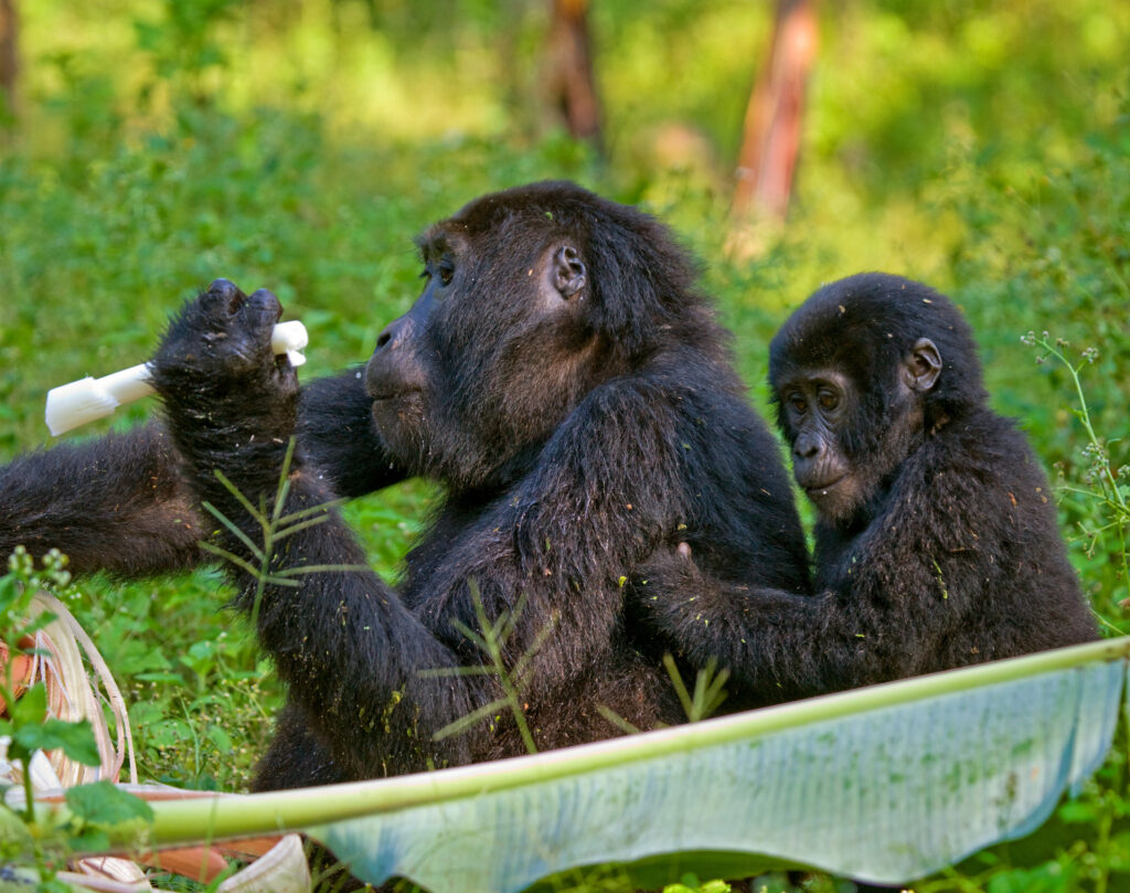 gorilla safaris rwanda