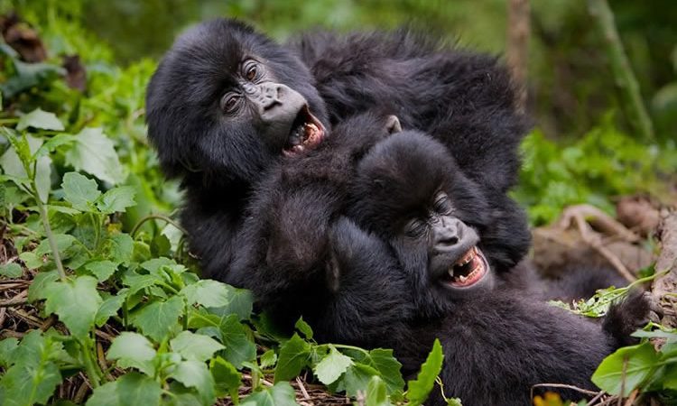 happy gorillas