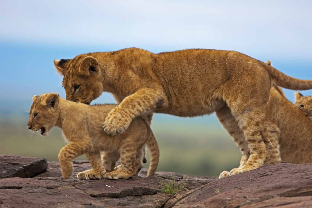 kenya safari2