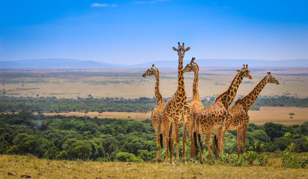 masai mara