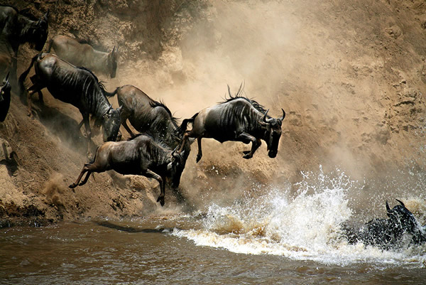 migration