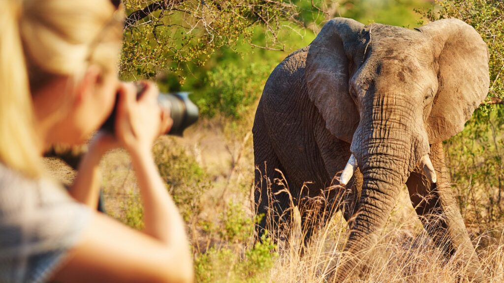 photographic safari